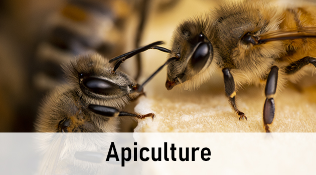 Apiculture