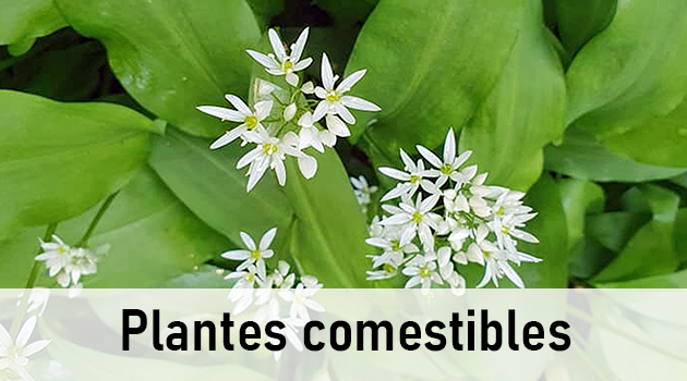 Plantes comestibles